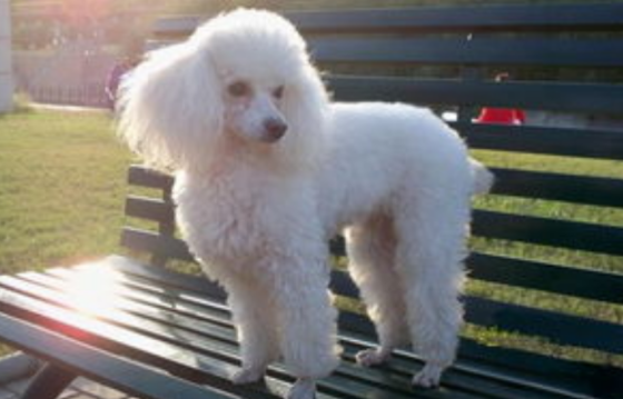 白色长毛狗有哪些品种，喜欢这类的小伙伴快来看看~
