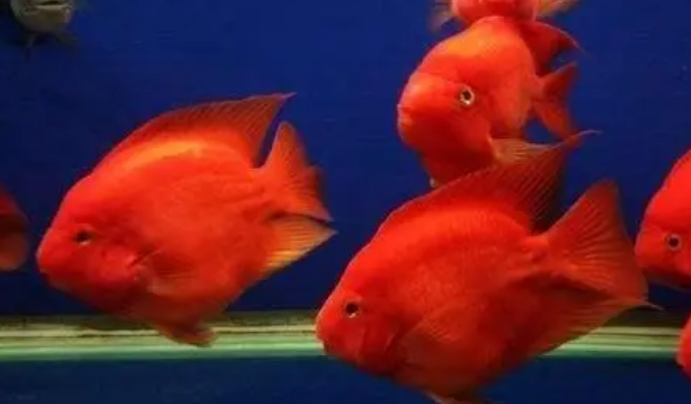 硝化细菌是从不断地维护鱼缸的水质中得来的！