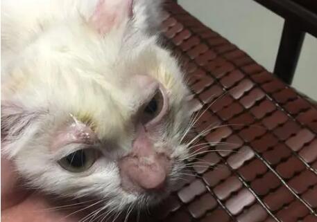 猫咪头顶有结痂的东西，怎么办？