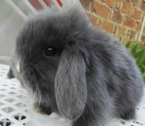 荷兰垂耳兔吃什么?想养的来看看吧 荷兰垂耳兔吃什么?想养的来看看吧