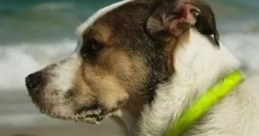 如何消灭狗狗身上的跳蚤?操作挺简单的! 如何消灭狗狗身上的跳蚤?操作挺简单的!