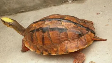 正宗金钱龟多少钱一只？想养的可以来看看