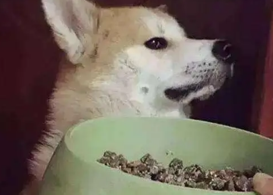 狗狗挑食不吃狗粮，5个有效的办法帮到你