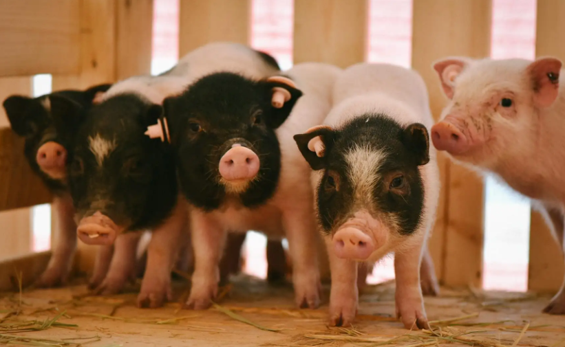 迷你香猪在哪里买？线上可以吗？