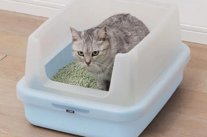 猫“爱玩”猫砂怎么办，原因有很多，细思恐极！