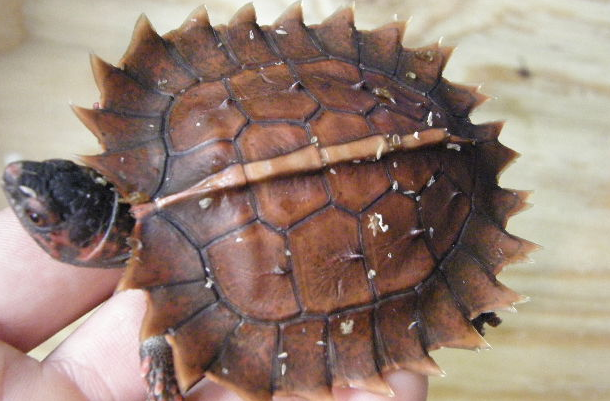 刺山龟好不好养？一起来看看