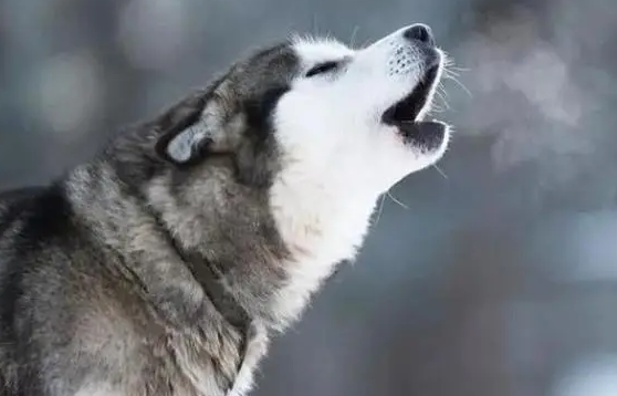 今日科普:狗嚎叫是怎么回事? 今日科普:狗嚎叫是怎么回事?