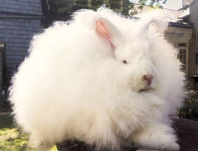 巨型安哥拉兔可以坐飞机吗 巨型安哥拉兔可以坐飞机吗