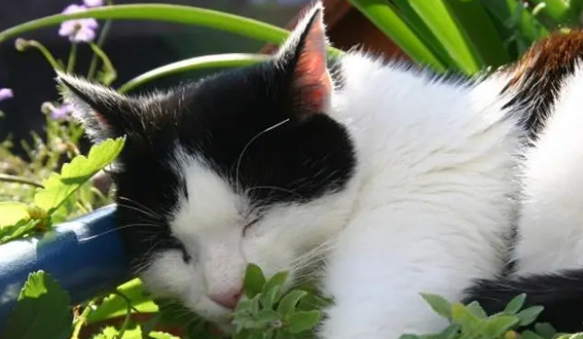 猫草在猫咪生活饮食中起一个什么作用？猫为什么要吃猫草？