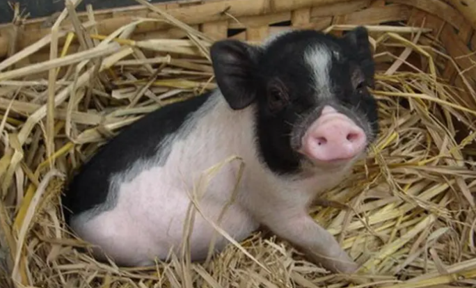 小香猪多少钱一只？想饲养的快来了解一下！