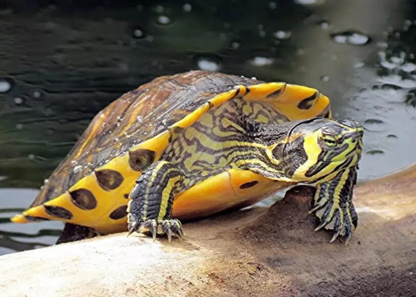 掌握这几点,就能挑到一只颜值倍儿高的黄腹滑龟! 掌握这几点,就能挑到一只颜值倍儿高的黄腹滑龟!