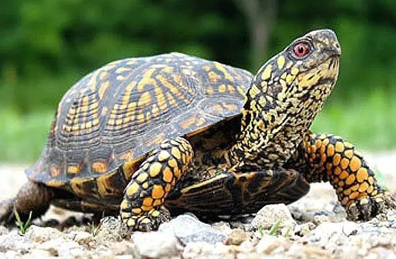 佛罗里达箱龟如何看品相?想养的人看过来 佛罗里达箱龟如何看品相?想养的人看过来