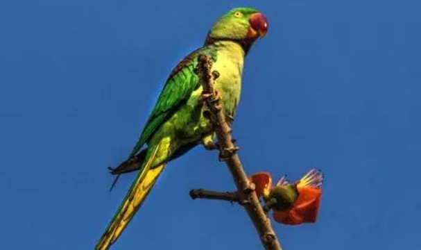 怎么给亚历山大鹦鹉洗澡？主人看过来