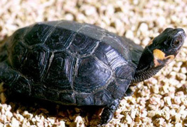 牟氏水龟饲养方法是什么？饲主来学习下吧