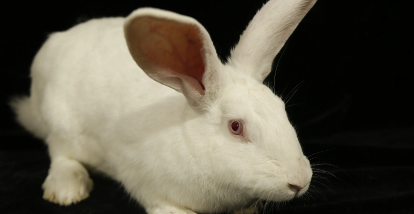 日本大耳白兔生病怎么治?方法有哪些? 日本大耳白兔生病怎么治?方法有哪些?