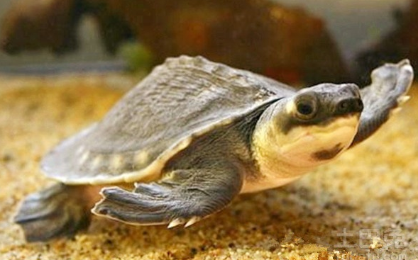 猪鼻龟吃什么长得快？吃这些就可以了！