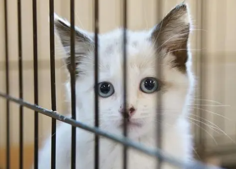 猫疱疹病毒打干扰素一年治愈 猫疱疹病毒打干扰素一年治愈