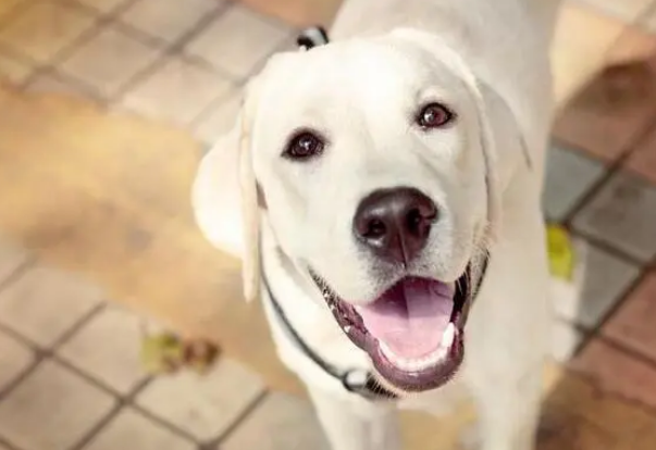 狗狗吃“益生菌”的好处,每周喂几次,狗狗少生病! 狗狗吃“益生菌”的好处,每周喂几次,狗狗少生病!