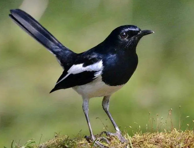 四喜鸟有几种?各位可以了解一下 四喜鸟有几种?各位可以了解一下