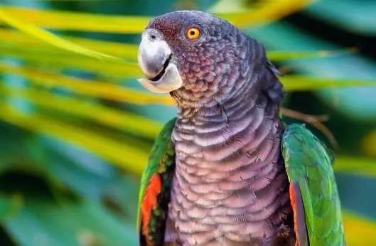 帝王亚马逊鹦鹉价格是多少？来看一看吧