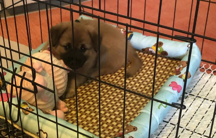 三个月的狗狗一天吃几顿？新手必知