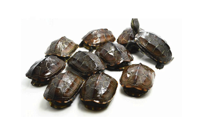 中华龟能和鱼混养吗？这份饲养小知识一定要看