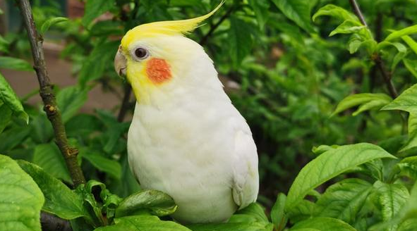 澳洲长尾玄凤鹦鹉价格，一起来看看！