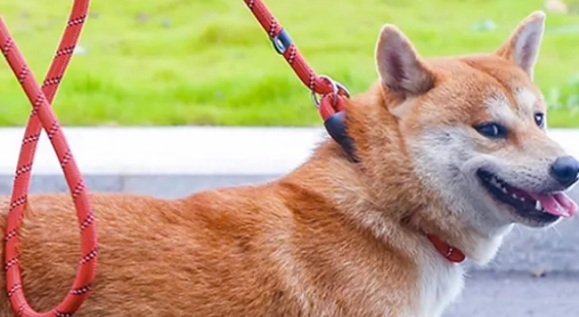 p链和牵引绳的区别，铲屎官来看看吧