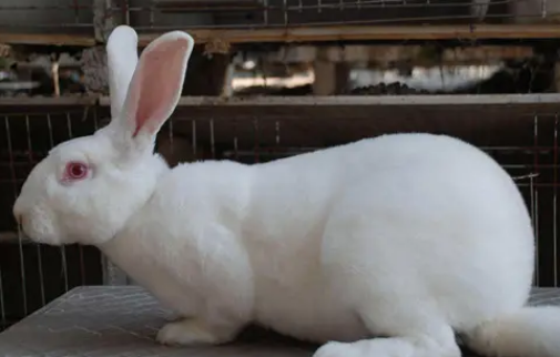 美系獭兔与法系区别，看看你认得出来吗？