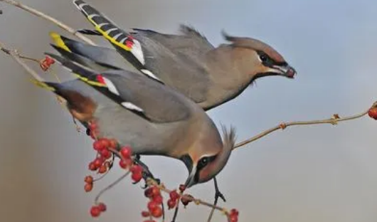 想知道太平鸟的价格，就看这里！