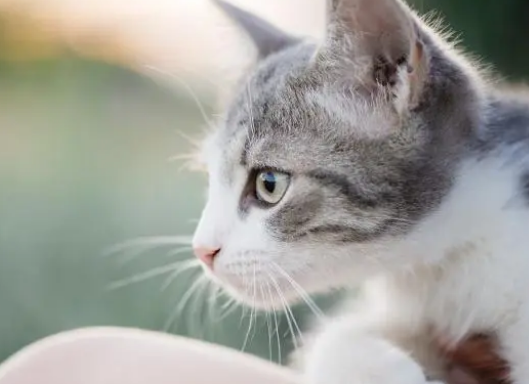 养猫最实用的用具大比拼，猫笼子站C位，猫爬架反成鸡肋！