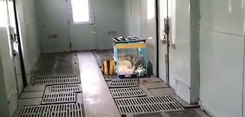 宠物托运怎么办理