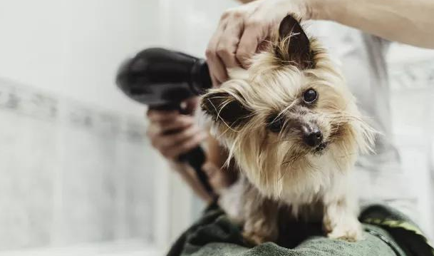 给狗狗洗澡，这些细节要注意