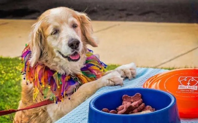 猫狗的益生菌有用吗？是智商税吗？5分钟带你认识益生菌！