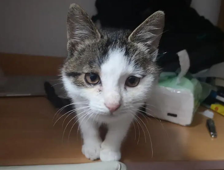 猫咪眼睛流黄水怎么回事？铲屎官清楚吗？