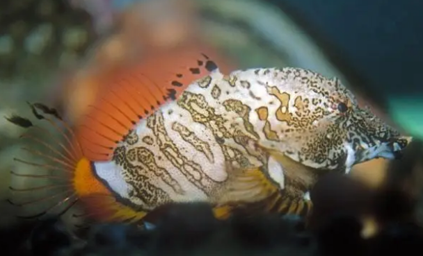 鱼缸水质如何维护才能变好？