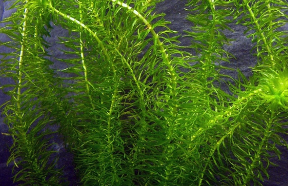 鱼缸造景，选这几种水草，好看还好养