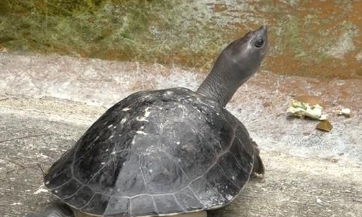 西瓜龟好养吗？饲主过来看看吧