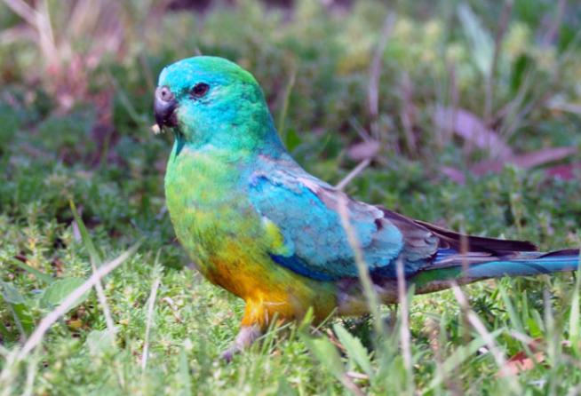 红腰鹦鹉是保护动物吗？带你来看看！