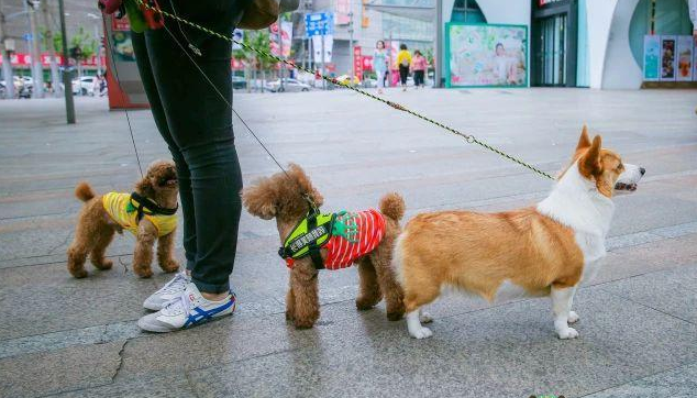 盖夫×爱宠游，携宠泛舟九龙湖！