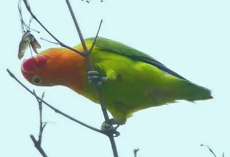 快来看看,面罩情侣鹦鹉家养会感染病毒吗? 快来看看,面罩情侣鹦鹉家养会感染病毒吗?