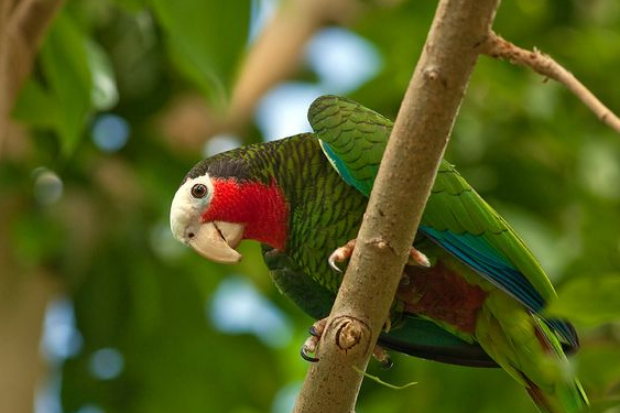 古巴亚马逊鹦鹉怎么样？养过才知道