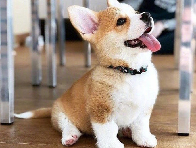 柯基狗的特点与性格是这样！快来了解一下