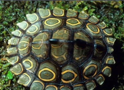 环纹地图龟食谱大公开！你也能化身为龟龟的五星大厨