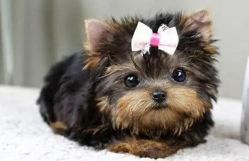 约克夏为什么截尾？感兴趣的了解一下！