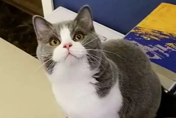 蓝白猫怎么看品相？来了解下吧