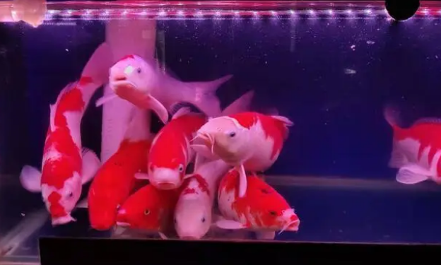 既想给鱼缸增氧，又想减少水流和气泡噪音，可以两全其美吗？