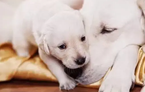 狗狗坐月子禁止吃什么?宠主是否知道呢? 狗狗坐月子禁止吃什么?宠主是否知道呢?