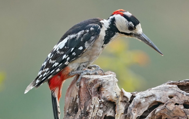 你们说，戴胜鸟和啄木鸟的区别是什么？