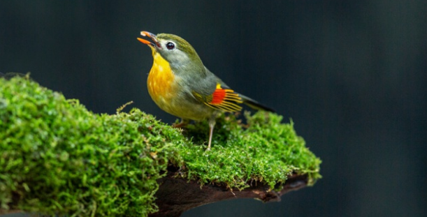 相思鸟吃什么最好？你一定要知道！